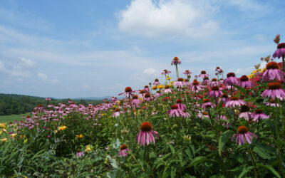 Hoosick Blooms Garden Tour